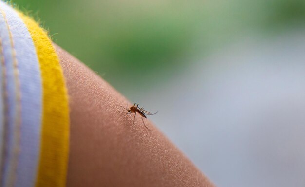 Un mosquito en la mano de un niño Foco selectivo