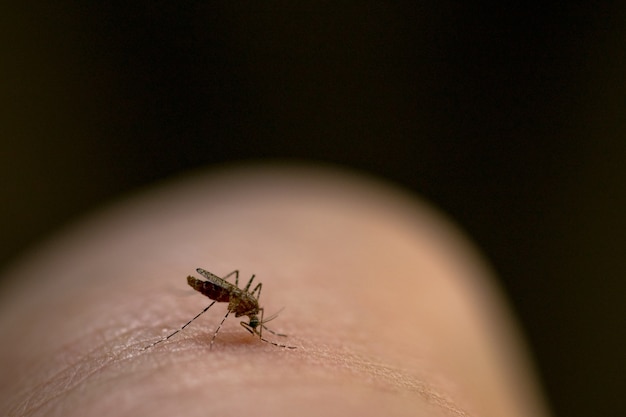 Mosquito morder o braço é uma causa da malária.