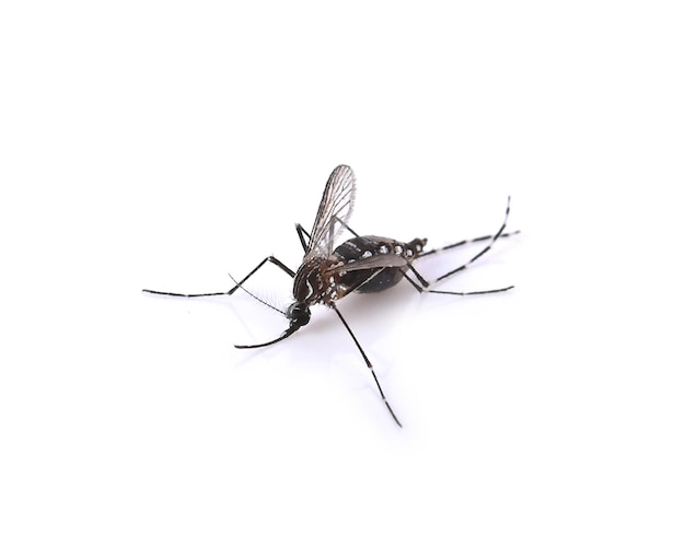 mosquito no fundo branco