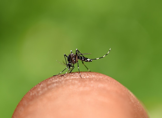 Mosquito en la piel de fondo verde.