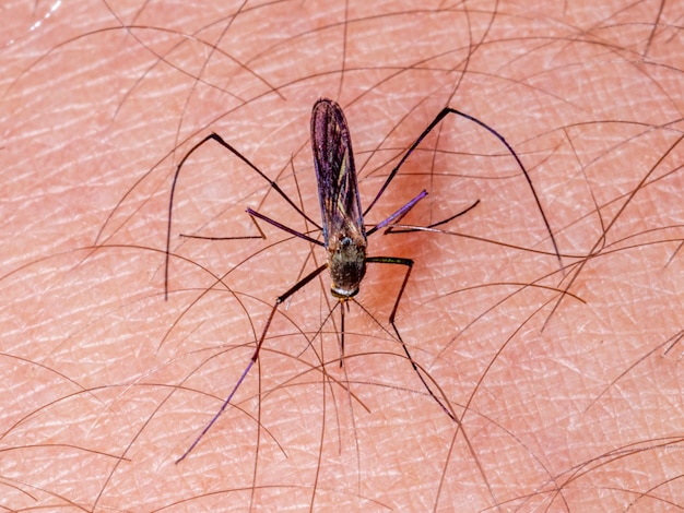 Mosquito que pica el brazo humano, plaga.