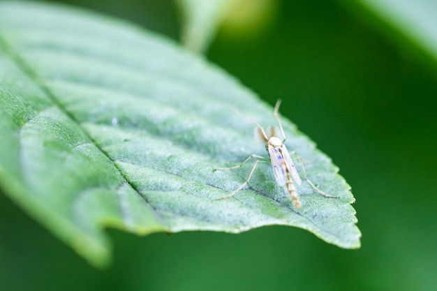 Un mosquito se sienta en una hoja verde