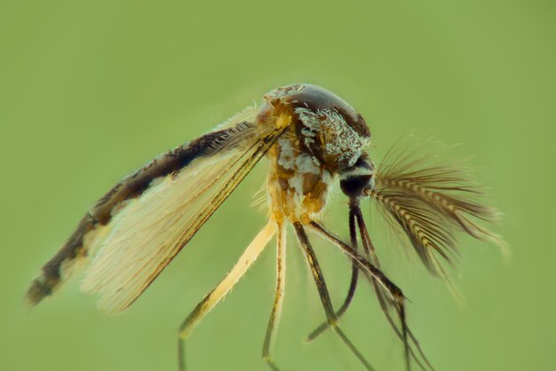 mosquito sobre fondo verde