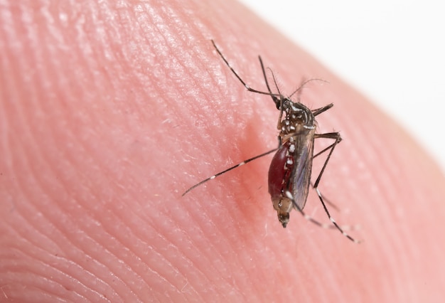 Mosquito sugando sangue na pele humana causa doente