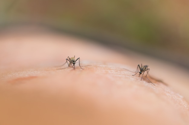 Mosquitos chupadores de sangre