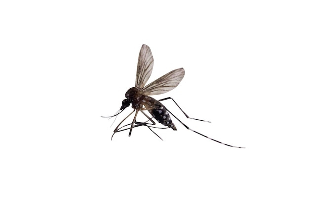 Mosquitos isolados no fundo branco