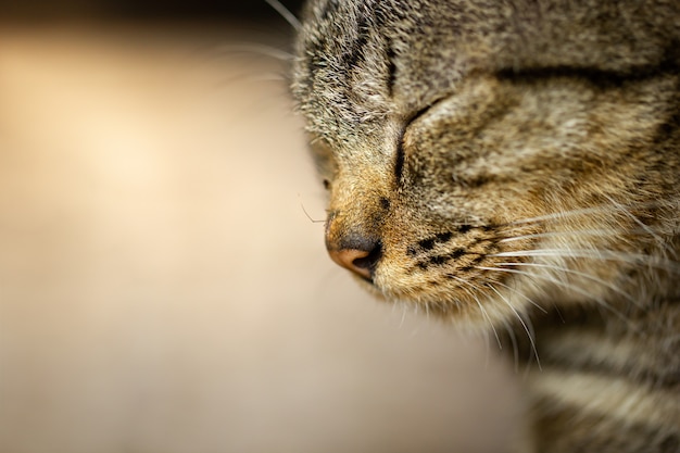 Mosquitos no nariz do gato. Gatos cinzentos estão com sono.