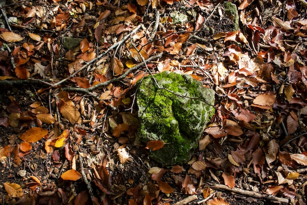 Moss brotó sobre piedras en el bosque