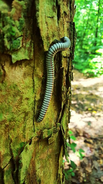 Foto moss crescendo no tronco da árvore