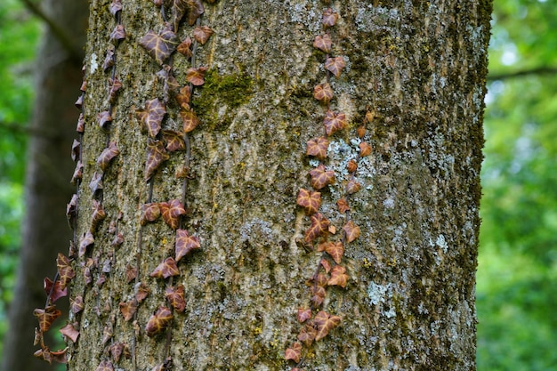 Moss crescendo no tronco da árvore