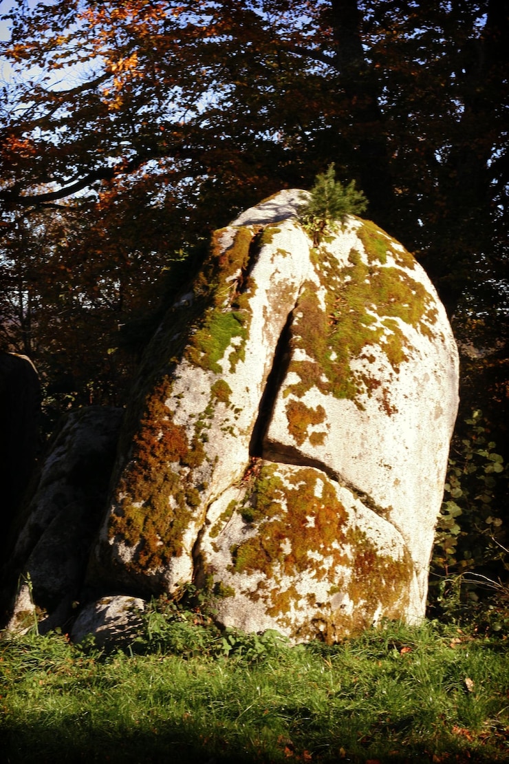 Foto moss crescendo no tronco da árvore