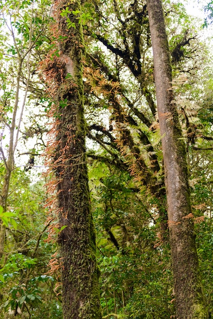 Moss, Fern tree em Ang Ka Luang Nature Trail