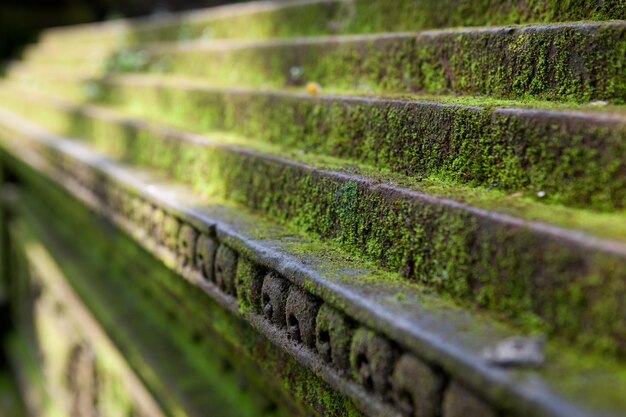 Moss verde coberto com um templo hindu