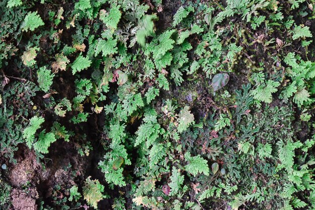 Mosso verde desfocado em fundo de pedra Mos fundos texturizados