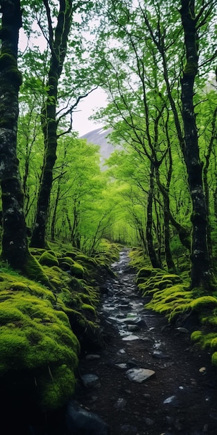 Mossy Green Forest Stream Uma impressionante paisagem escocesa de 8 km