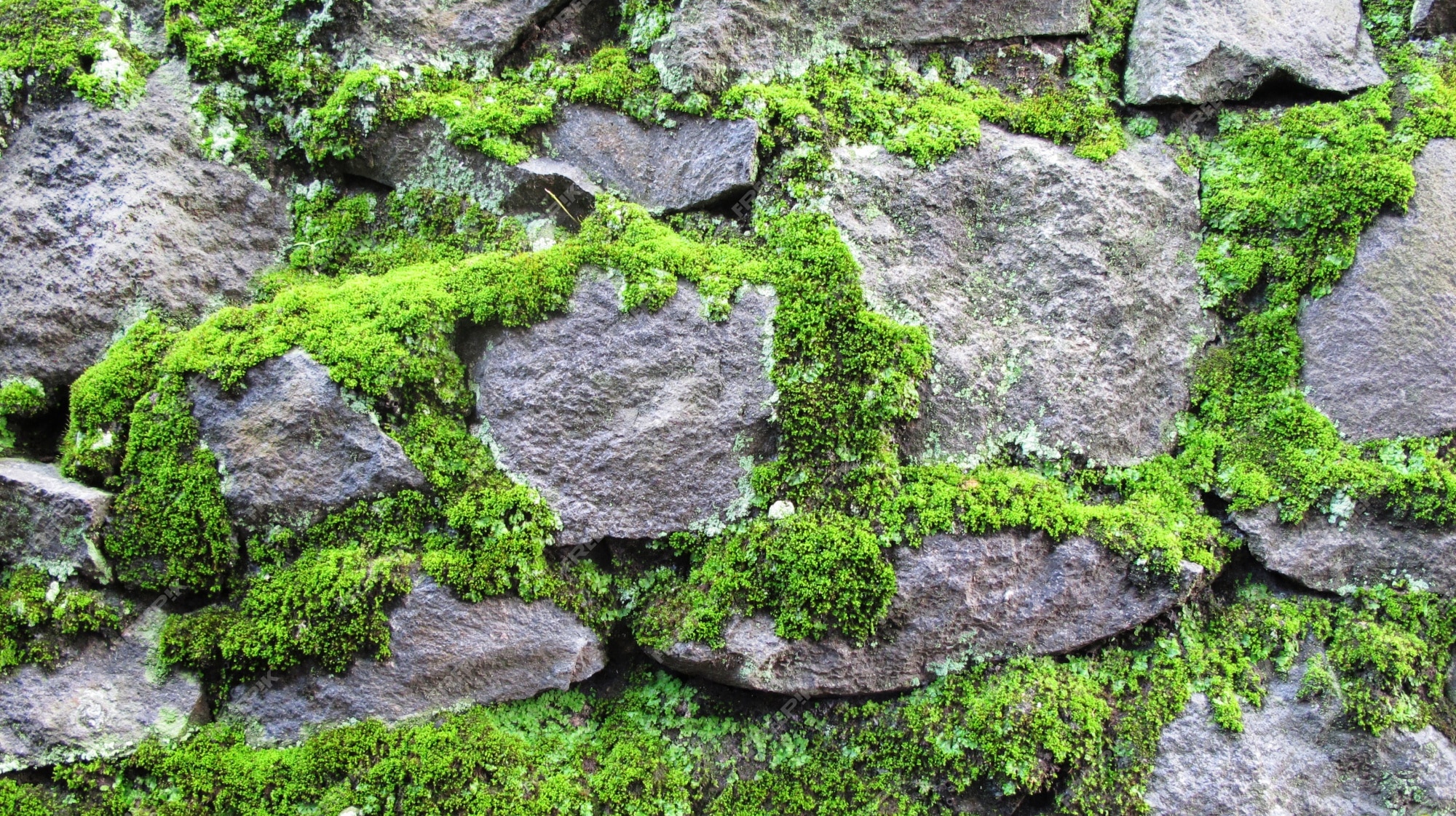 Muro De Pedra Rústica Com Vegetação Crescendo Sobre Ele Foto de Stock -  Imagem de espalhar, verde: 204125440