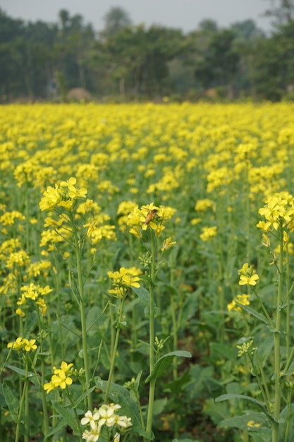 Mostarda de campo em Bangladesh