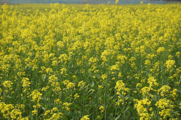 Mostarda de campo em Bangladesh