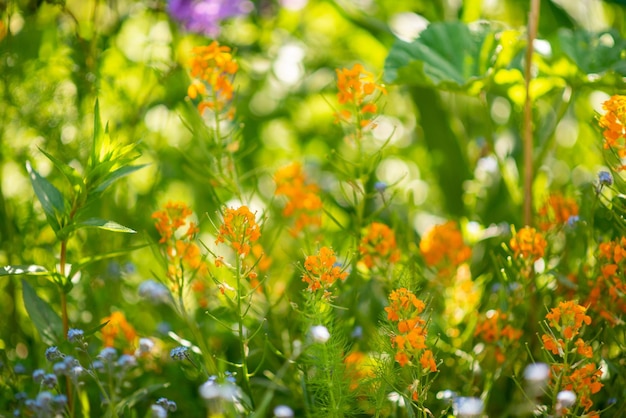 Mostarda de campo florescendo em um canteiro de flores