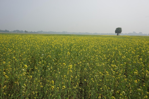 Mostaza de campo en Bangladesh