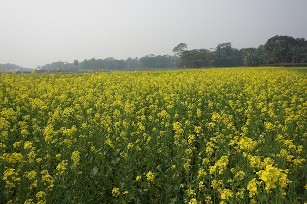 Mostaza de campo en Bangladesh