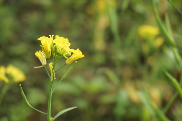 Mostaza de campo en Bangladesh