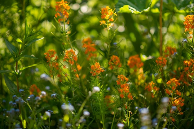 Mostaza de campo floreciente en un macizo de flores