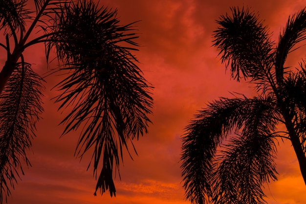 Foto mostrado em silhueta por uma palmeira no fundo de um por do sol tropical vermelho incomum e ardente.