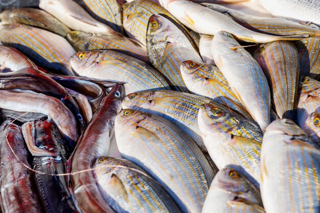 En el mostrador hay una hermosa captura de pescado.