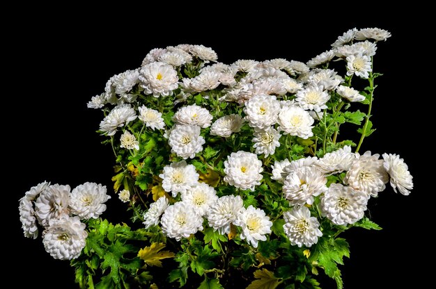 Mostrar crisantemo blanco sobre un fondo negro Cabeza de flor en primer plano