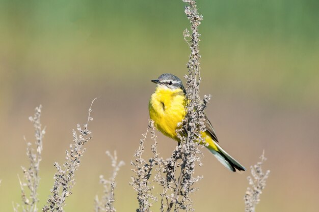 Motacilla Flava aus den Grund