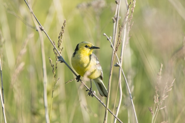 Motacilla flava en el suelo.