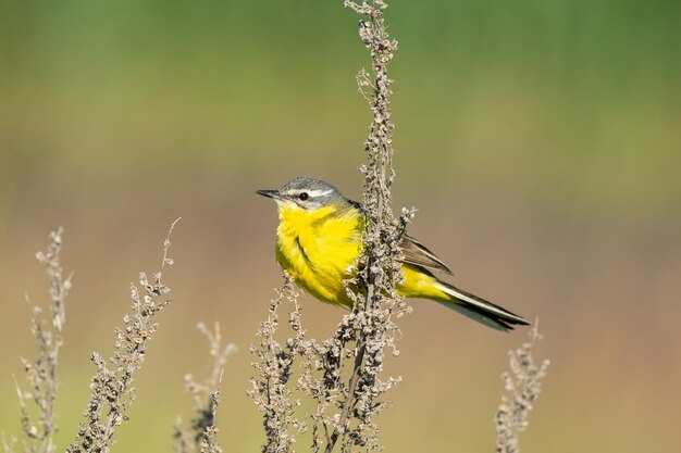 Motacilla flava en el suelo.