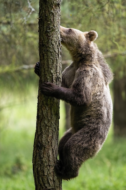 Motivierter Braunbär, der einen Baum im Sommerwald klettert