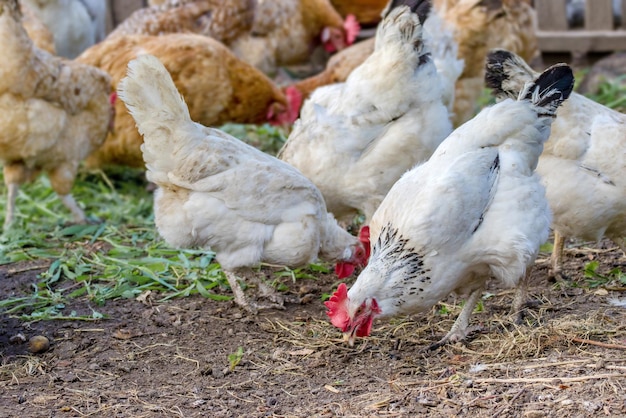 Motley pollos pastando en el patio de la granja