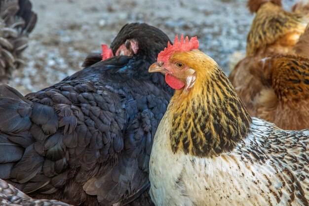 Motley pollos pastando en el patio de la granja