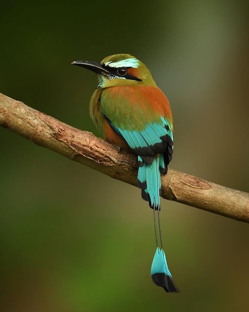 Foto una motmot de ceja turquesa se encuentra en la percha