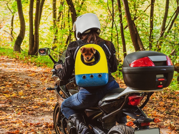 Motociclista de mulher em uma motocicleta anda ao longo de uma estrada na floresta com um cachorro em uma mochila nas costas.