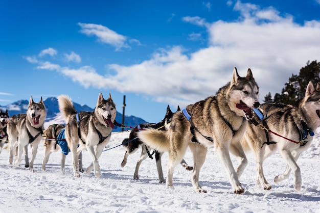 Motorista da equipe de cães musher e husky siberiano na corrida de competição de neve de inverno na floresta