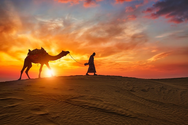 Motorista de camelo indiano cameloer com silhuetas de camelo nas dunas na sunset. Jaisalmer, Rajasthan, Índia