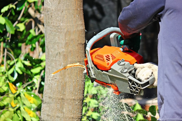 Motosierra cortando un árbol. pequeño motor de gasolina combinado con sierra como herramienta para cortar árboles