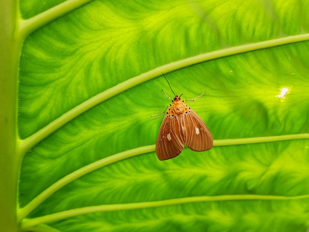 Motte von lunar marmoriertem braunem Drymonia ruficornis auf dem grünen Blatt. Nahansicht