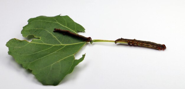 Mottenraupen auf Blatt mit Löchern und Schäden isoliert auf weiß. Blatt eines Baumes durch Schädlinge beschädigt