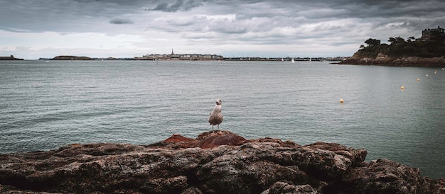 Foto mouette ante el santo malo