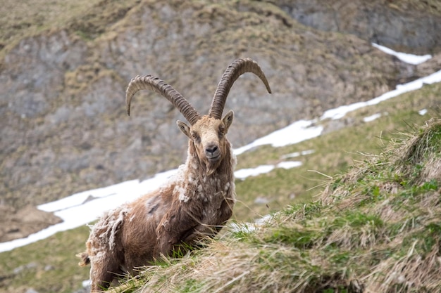 Foto mouflon auf gras