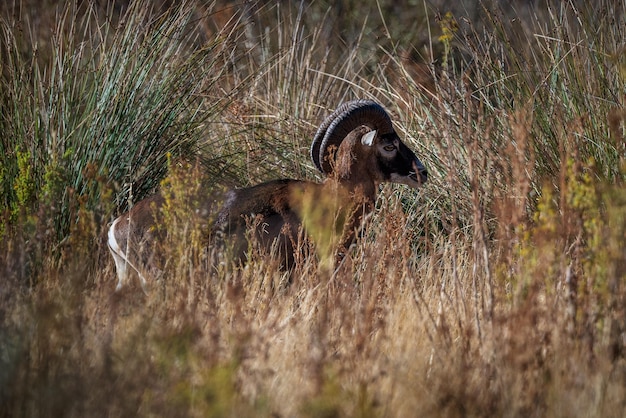 Mouflon em seu ambiente natural.