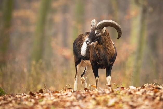 Foto mouflon ram de pé na floresta com folhagem no outono