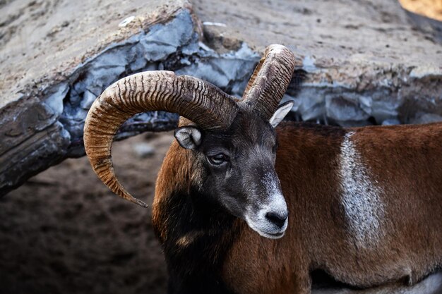 Mouflon vio a sus enemigos y se preparó para defenderse.