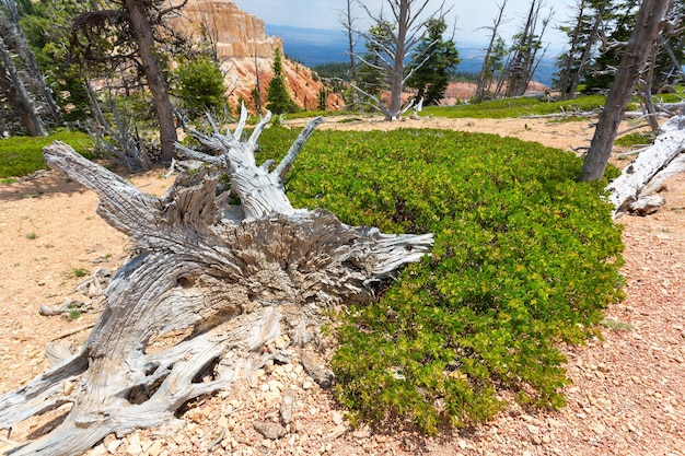 Mouldering trockener Baum gegen felsige Berge.