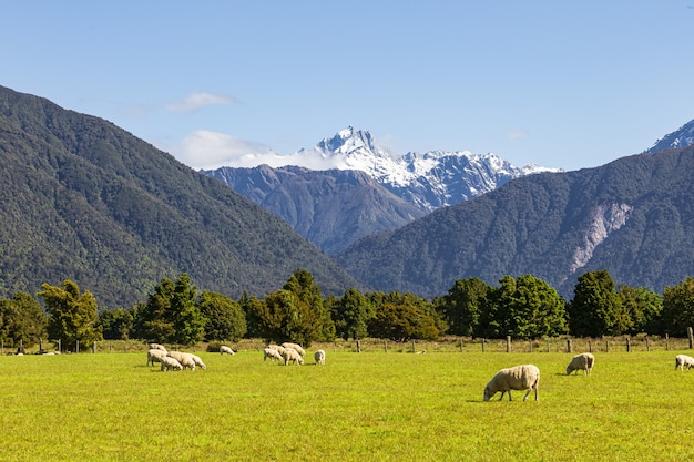 Mount Cook Mount Tasman Ilha do Sul da Nova Zelândia